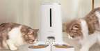 Alimentador Automático para Gatos e Cães com Wifi para Alimentação Remota