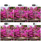 Fonte de Água para Jardim Externo Chafariz Solar Flutuante + 6 Bicos Energy Express