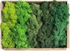Musgo Artificial Decorativo para Artesanato, Terrários e Quadros Energy Express