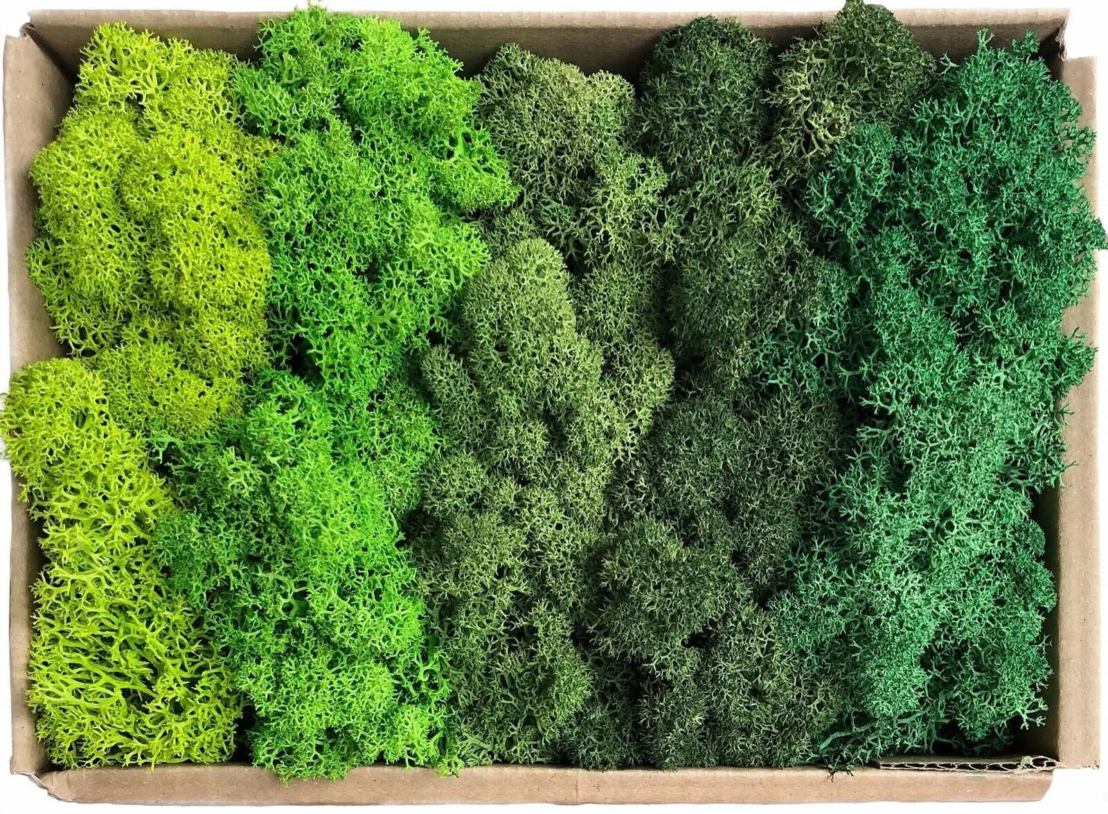 Musgo Artificial Decorativo para Artesanato, Terrários e Quadros Energy Express