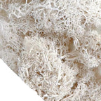 Musgo Artificial Decorativo para Artesanato, Terrários e Quadros Energy Express