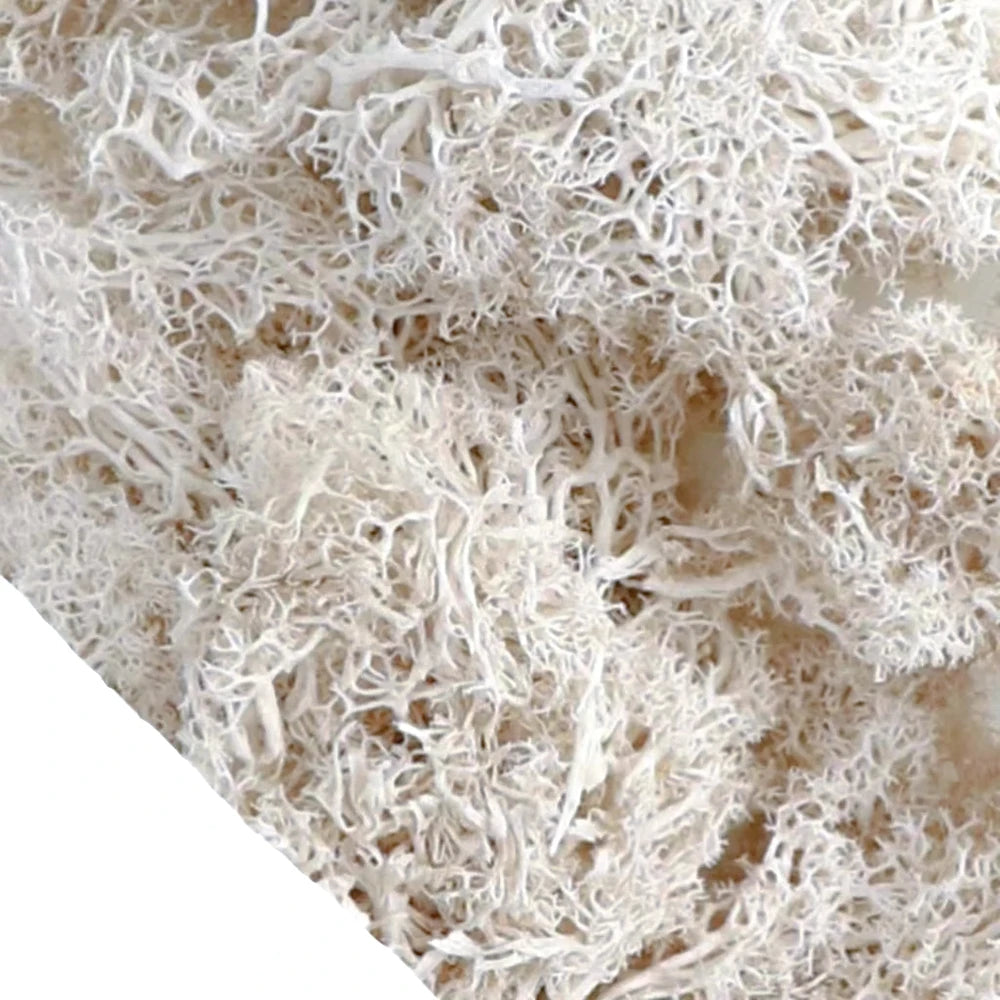 Musgo Artificial Decorativo para Artesanato, Terrários e Quadros Energy Express