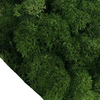 Musgo Artificial Decorativo para Artesanato, Terrários e Quadros Energy Express