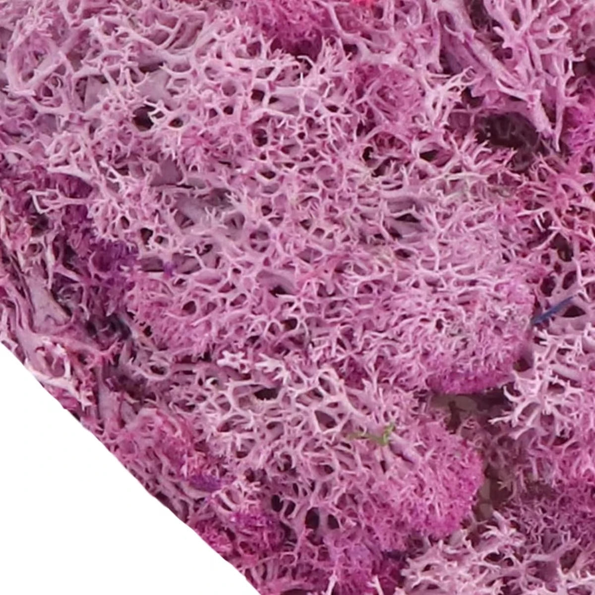 Musgo Artificial Decorativo para Artesanato, Terrários e Quadros Energy Express