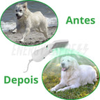 Rasqueadeira Elétrica Pente com Secador para Escovar Pelos de Pet Cachorro Gato energy express