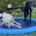 Piscina com Chafariz para Cachorros e Crianças3